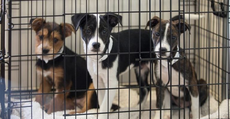 Adopting a Shelter Dog? Avoid Regret With These 12 Must-Know Adoption Tips
