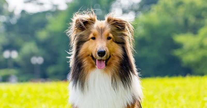 Shetland Sheepdog: The Brilliant Miniature Herder