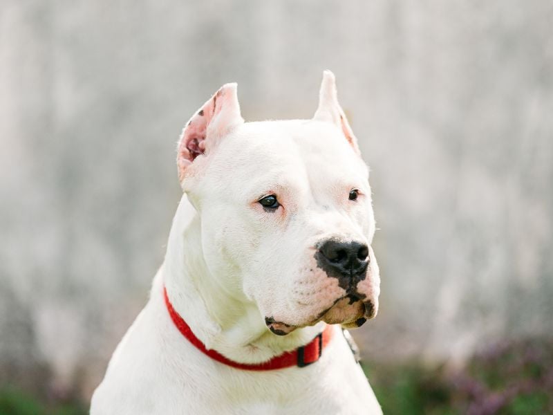 Dogo Argentino