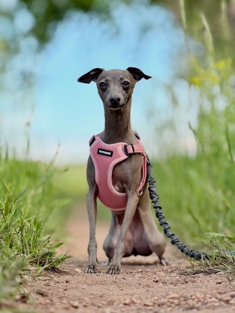 Italian Greyhound