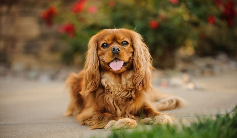 The King's Beloved Lap Dog: Cavalier King Charles Spaniel