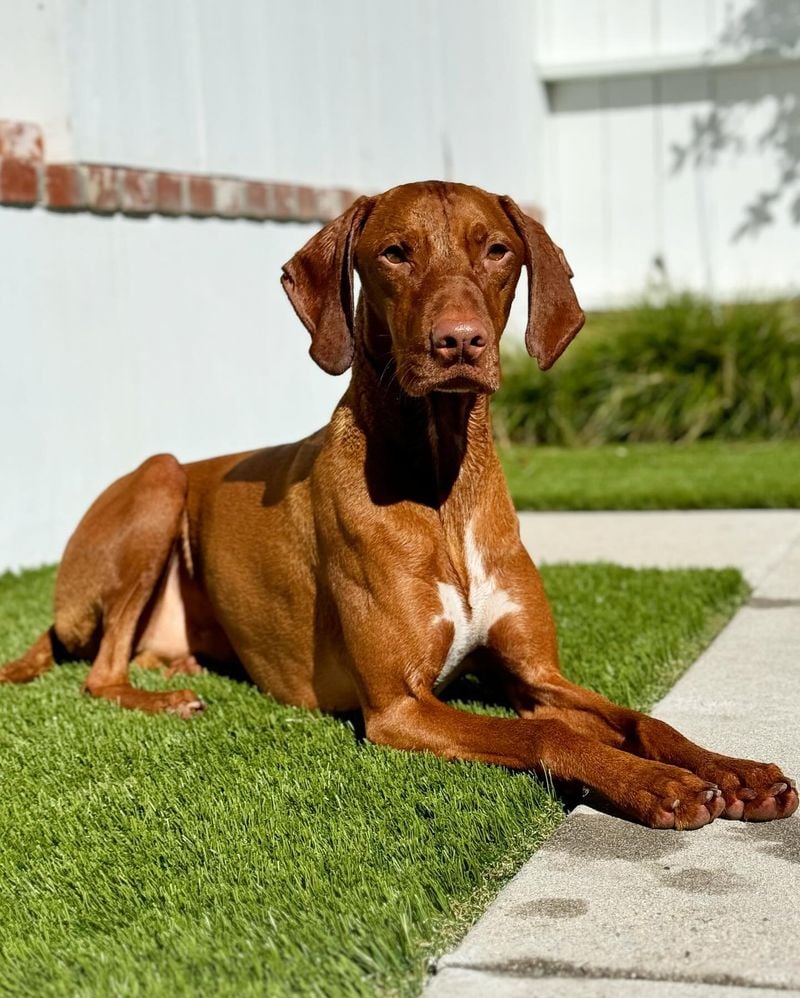 Vizslas