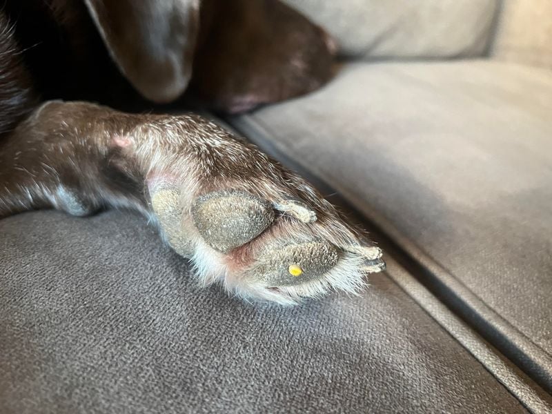 Foreign Objects or Debris Between Toes