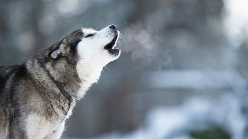 Vocal But Rarely Bark