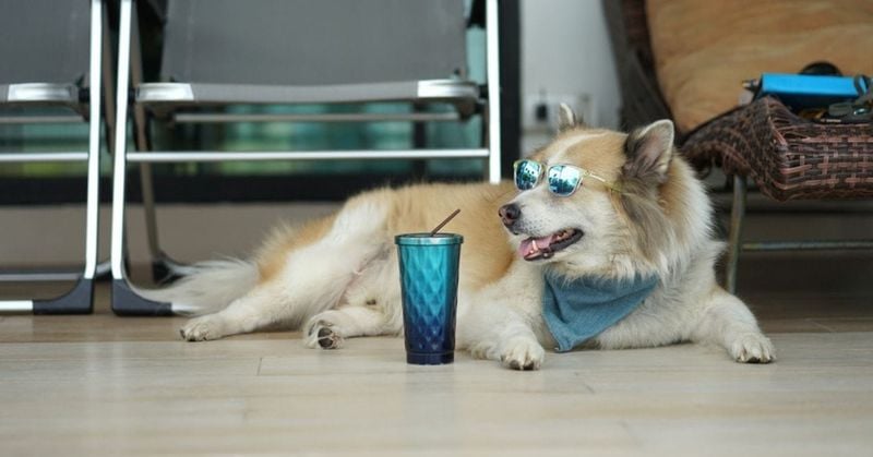 Fruit-Infused Water (Dog-Safe Fruits Only)