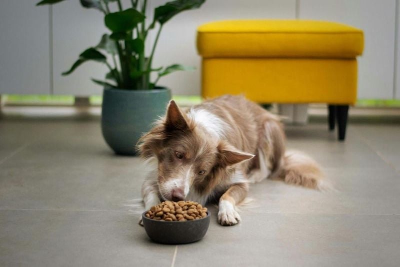 Hearty Appetite Shows Contentment