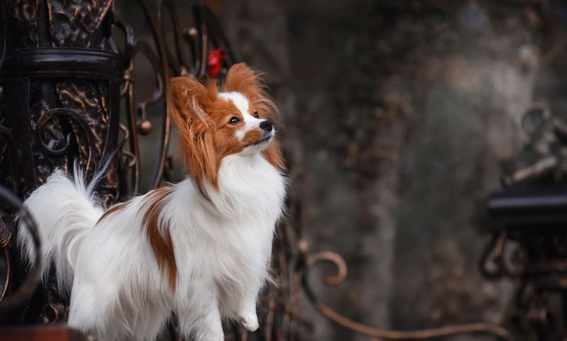 Papillon: The Butterfly-Eared Emotional Genius