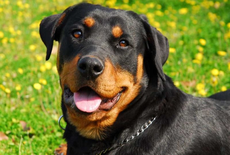Rottweiler: The Stoic Emotional Guardian