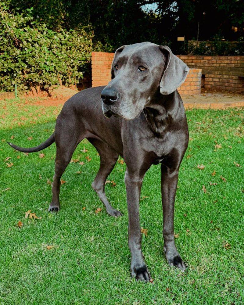 Great Dane: Gentle Giant with Giant Expenses