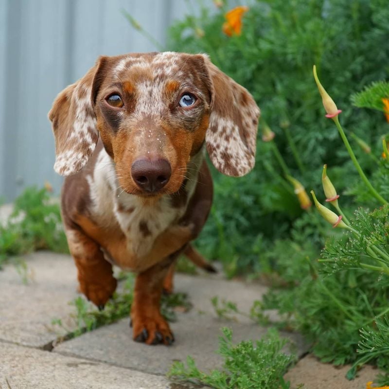 Dachshund