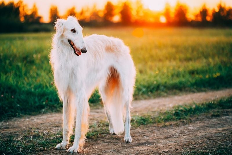 Borzoi