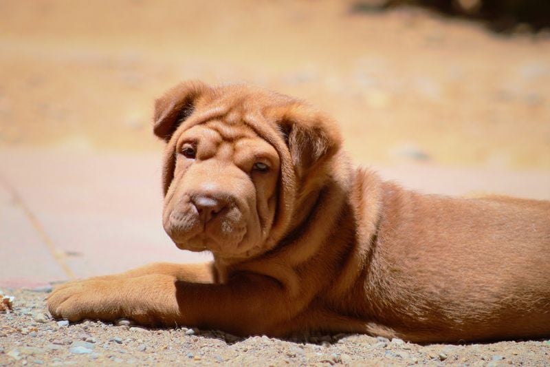 Chinese Shar-Pei: The Wrinkled Individualist