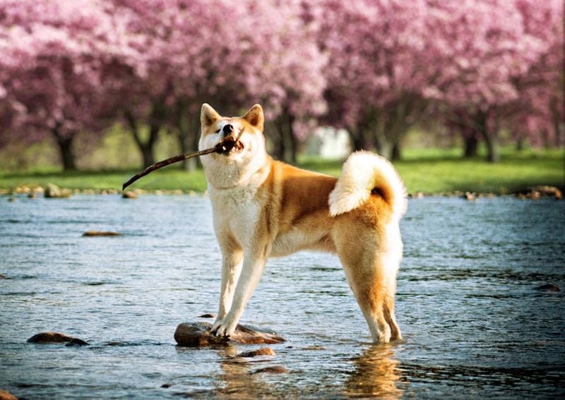 Akita Inu