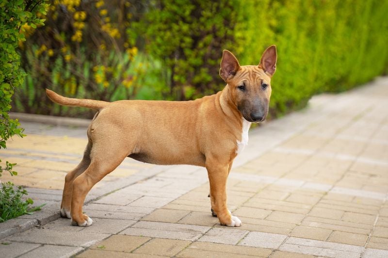 Miniature Bull Terrier