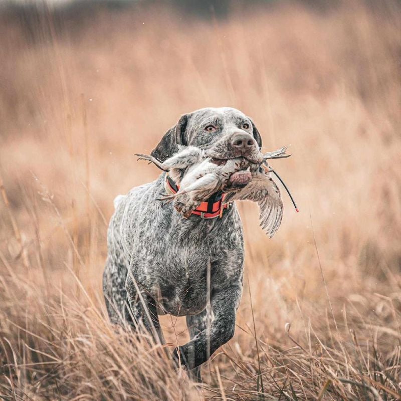 Burgos Pointer (Spain)
