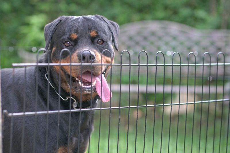Great Guard Dogs