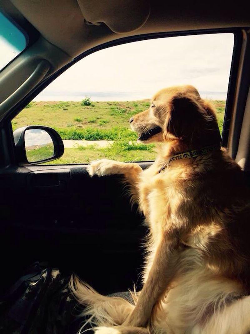 Take Them on Joyrides