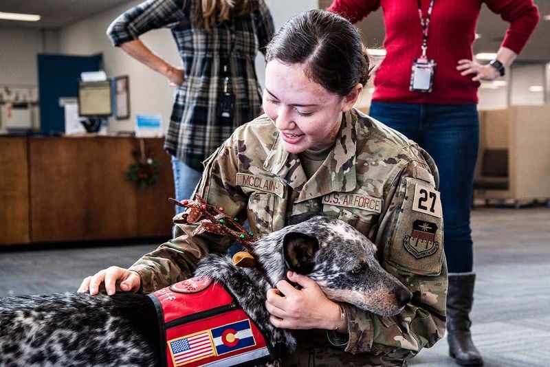 Combat Stress Therapy Animals