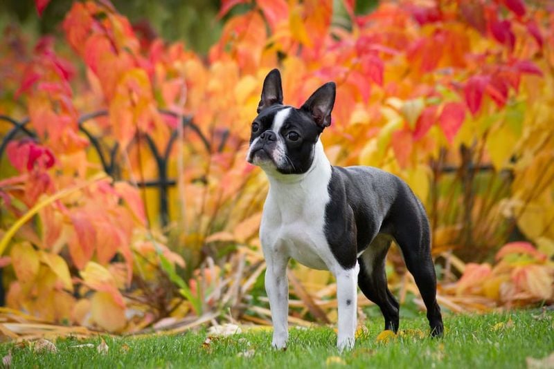 Boston Terrier: The Dapper Gentleman
