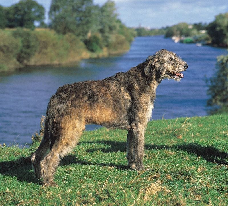 Irish Wolfhound: The Giant With Ancient Courage