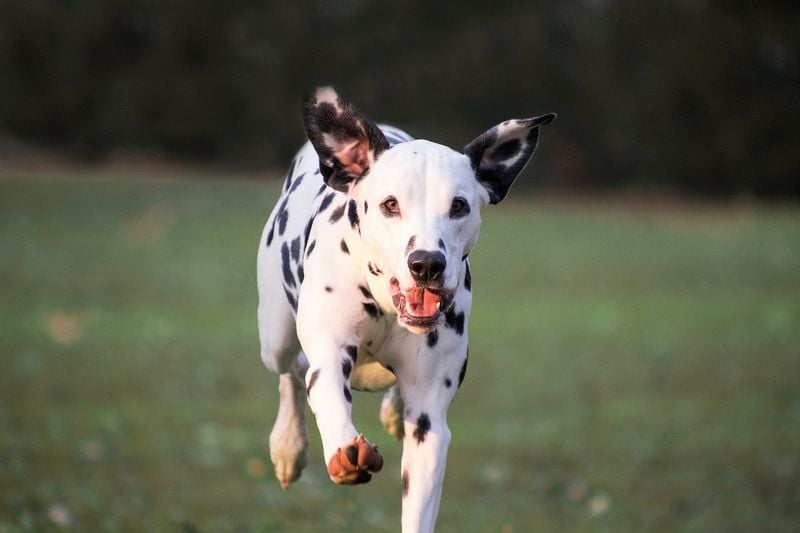 Dalmatian: Spotted Speedster with Stubborn Streak