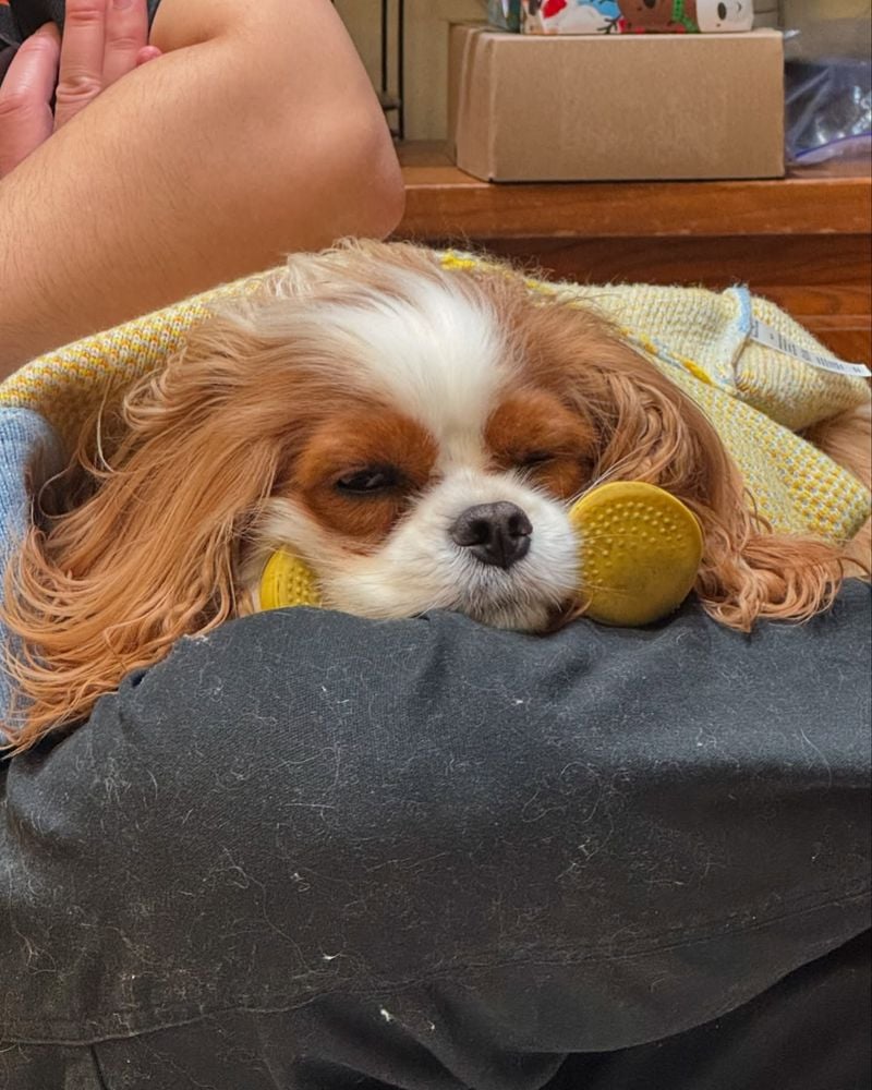 Cavalier King Charles Spaniel: The Royal Relaxer