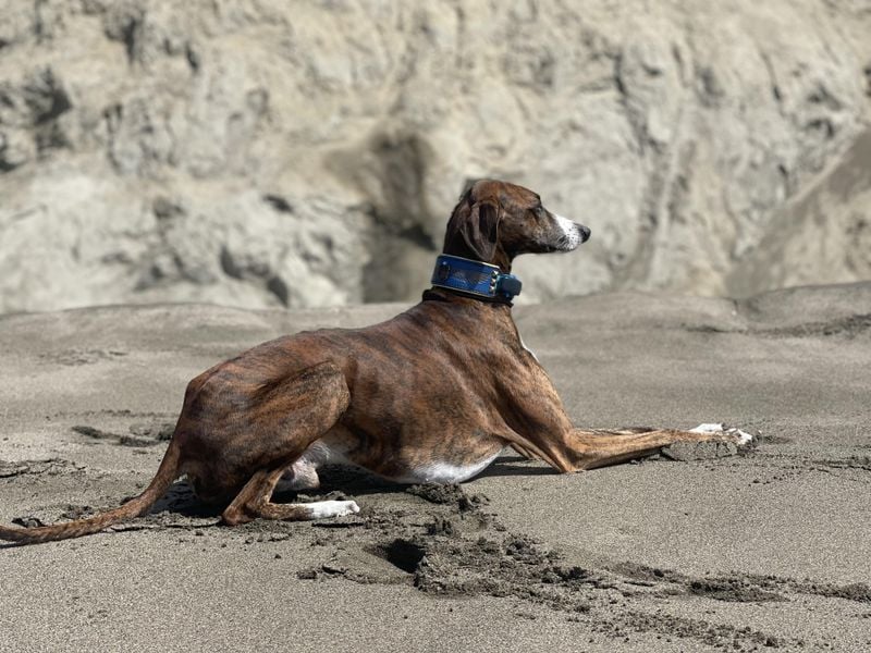 Tuareg Dog (Indigenous Nomadic Dogs)