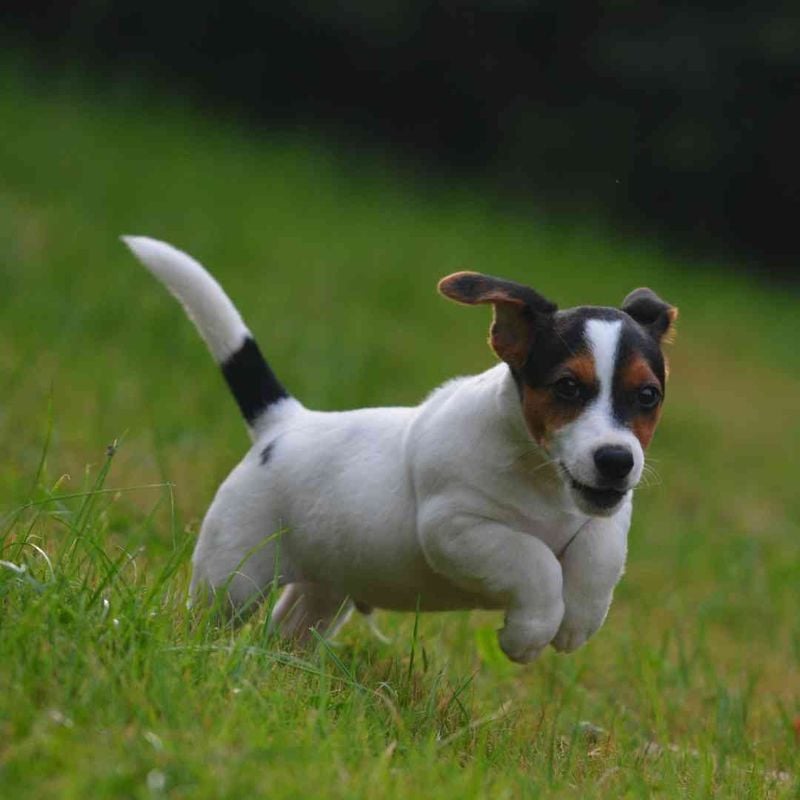 Jack Russell Terrier: The Tireless Tornado