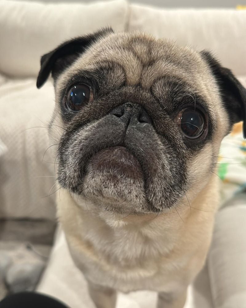 Pugs