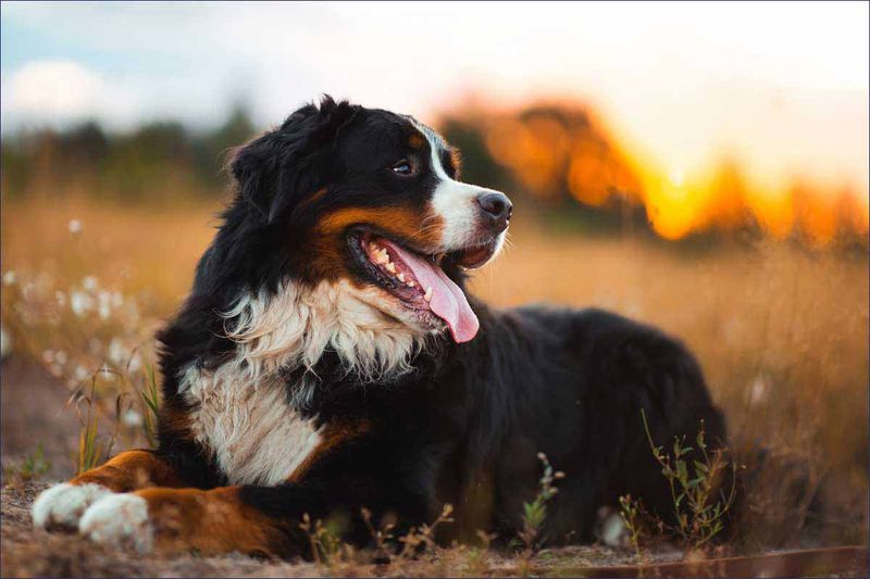 Bernese Mountain Dog: The Gentle Giant