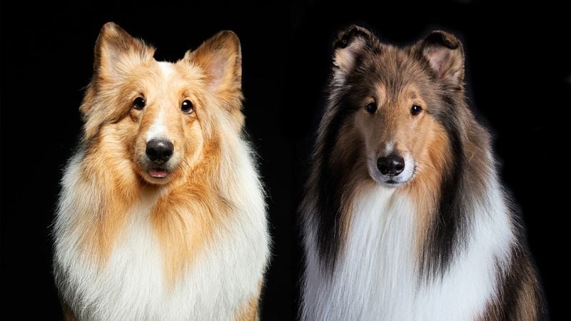Rough Collie vs. Shetland Sheepdog