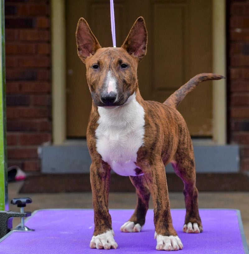 Bull Terrier