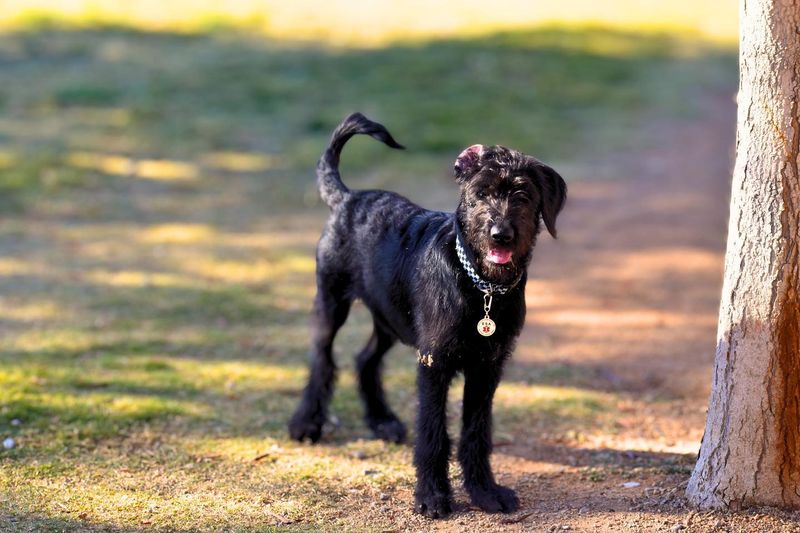 Shepadoodle: The High-Drive Defender
