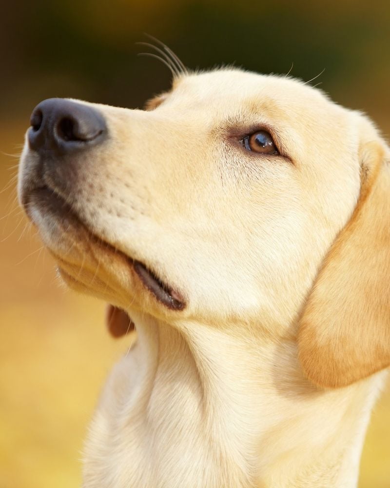 Labrador Retrievers