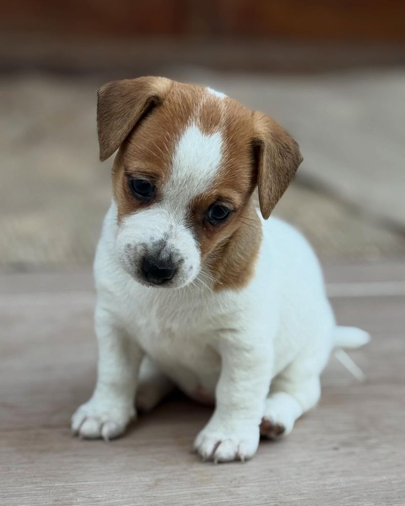 Jack Russell Terrier: Too Smart for Their Own Good
