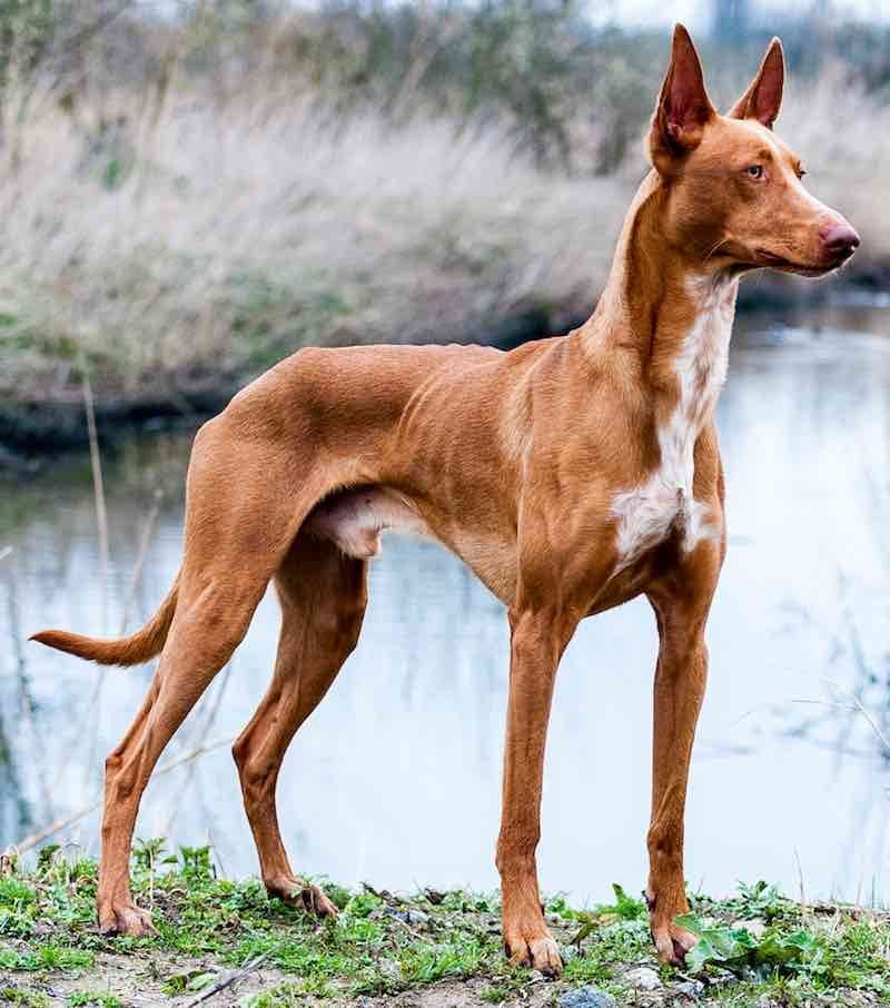 Pharaoh Hound