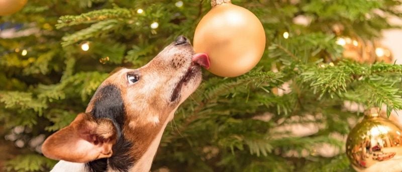 Seasonal Threats: Holiday Hazards