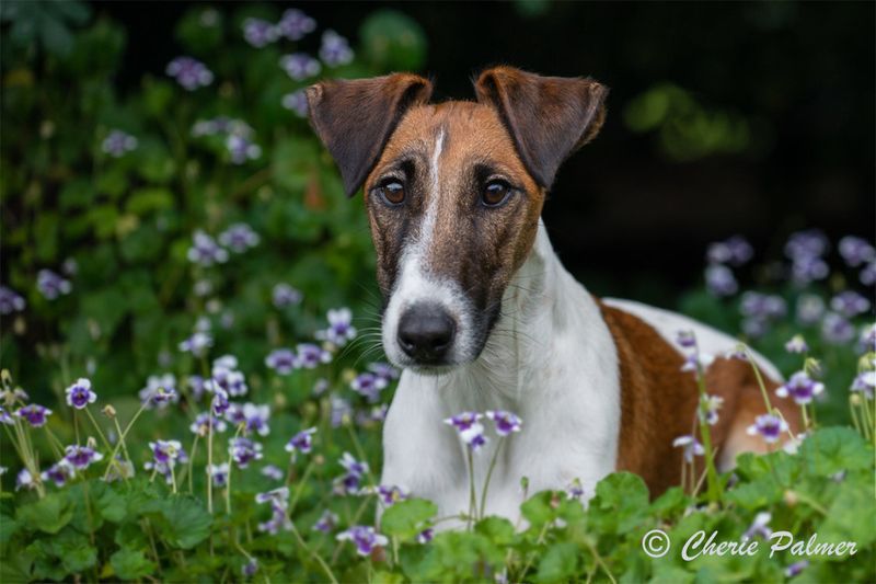 Meet the Smooth Fox Terrier