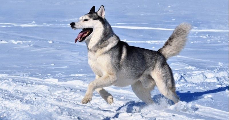Siberian Husky: The Vocal Adventurer