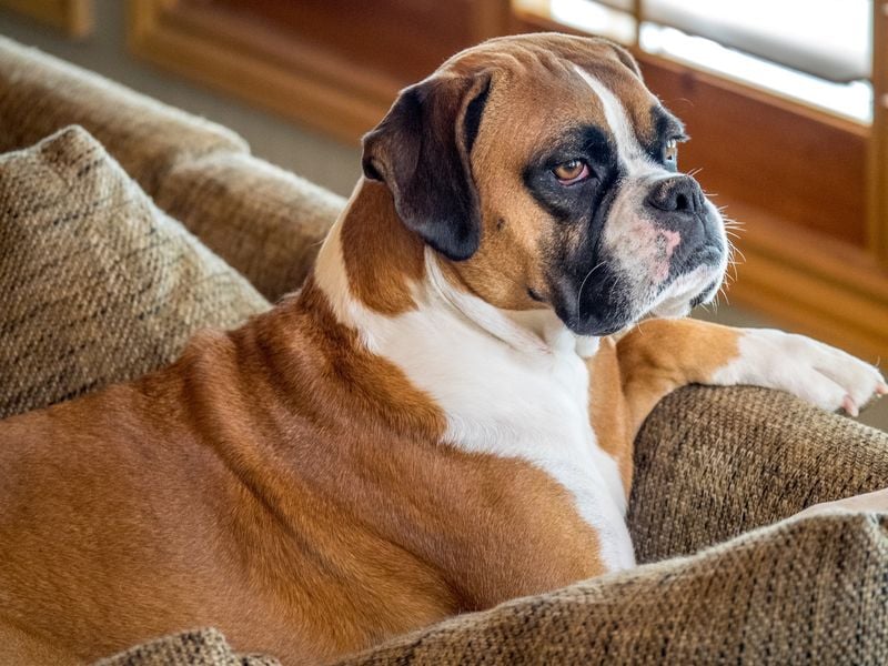 Boxer