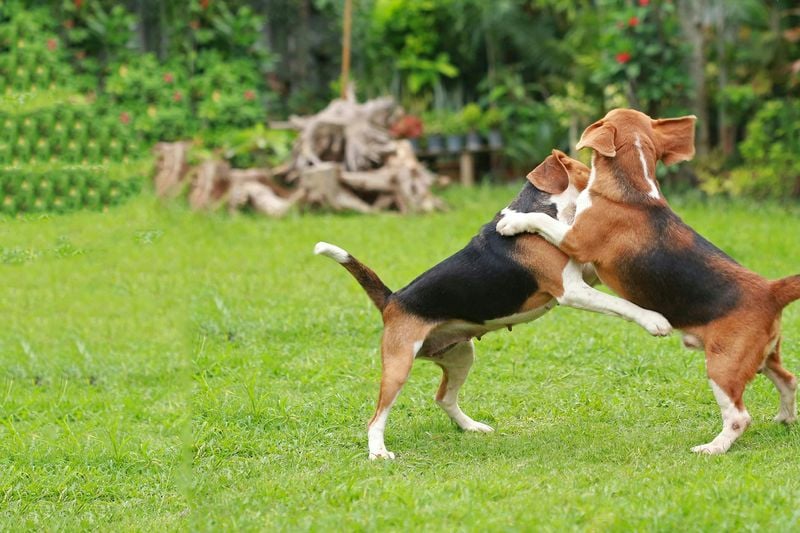 Beagle