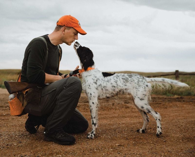 English Setter