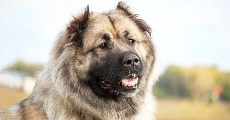 Caucasian Shepherd: The Bear-Fighting Mountain Dog