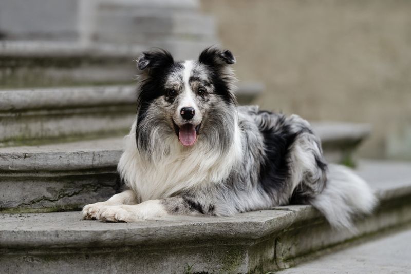 Border Collie: The Quick-Thinking Problem Solver