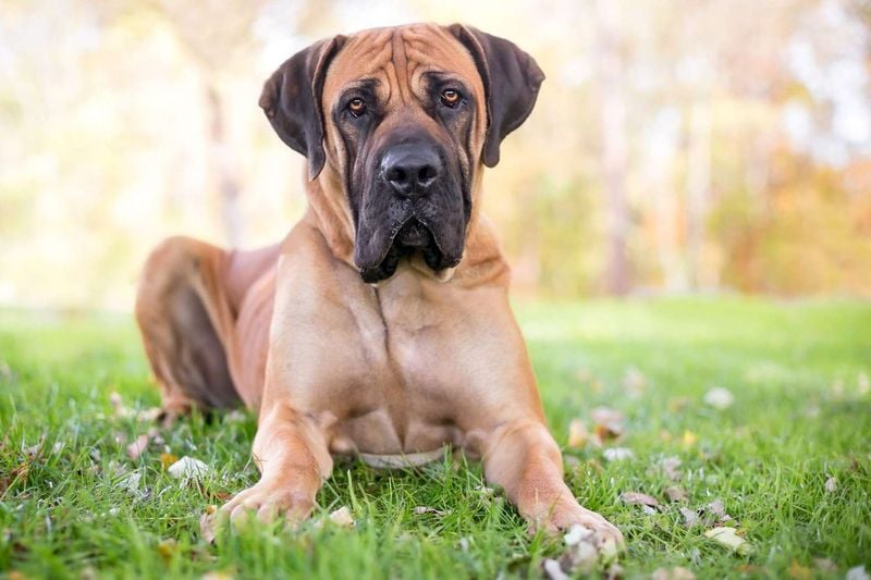 Boerboel: South African Farm Guardians With Powerful Presence