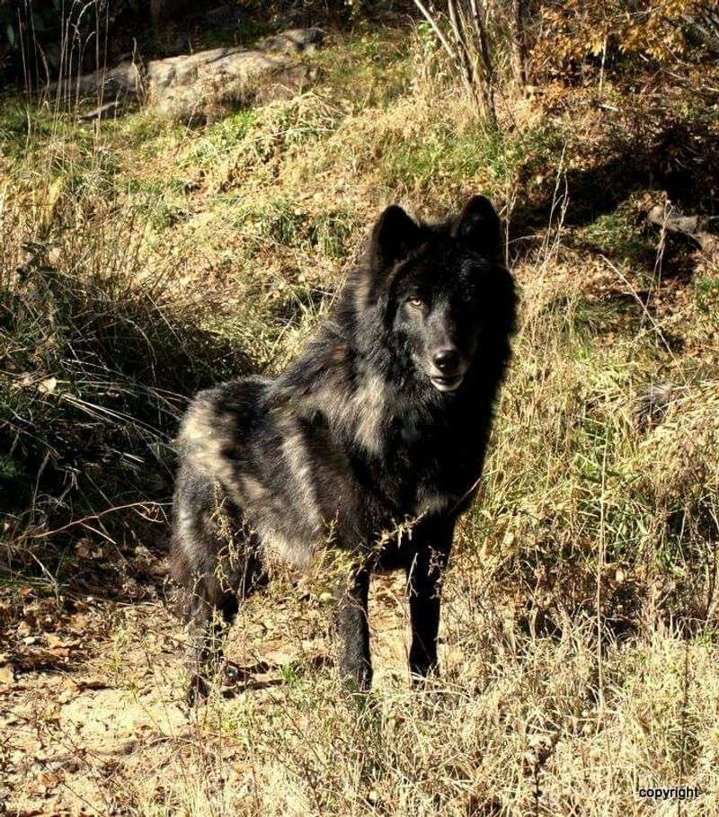 Black Czechoslovakian Wolfdog
