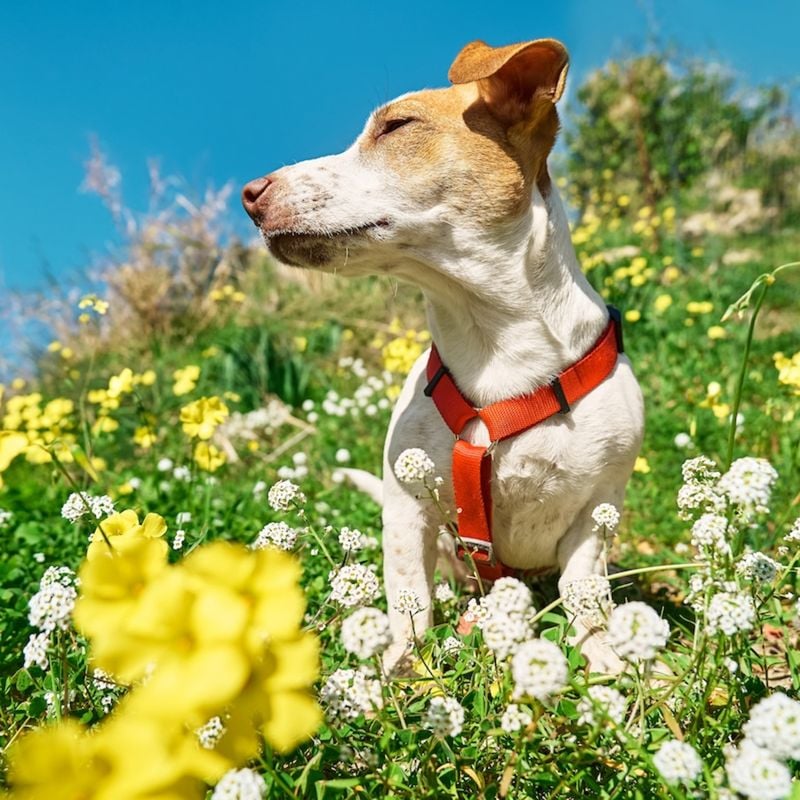 Inhalant Allergies: When Breathing Becomes Bothersome