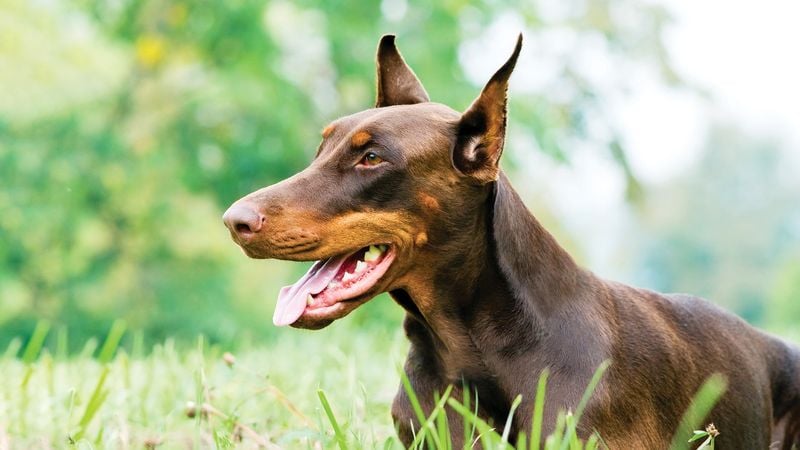 Doberman Pinscher