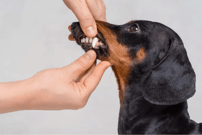 Dachshund