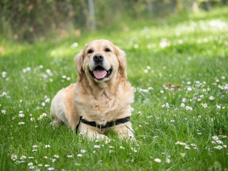 Labrador Retriever: The Friendly Optimist
